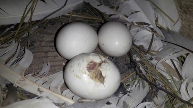 Вылупление птенца) смотреть онлайн