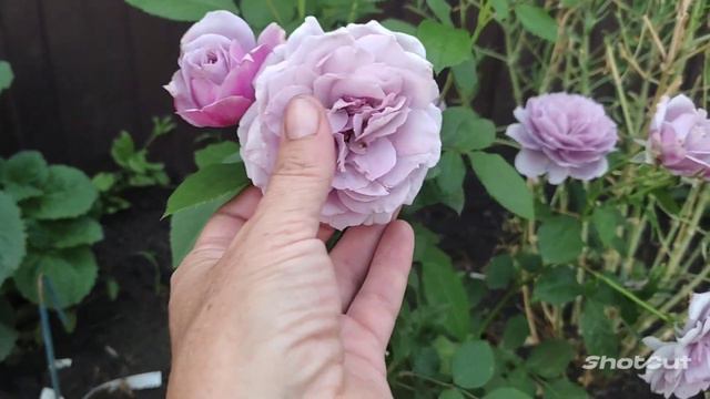 Нежные оттенки роз🪷12 июля🦋 смотреть онлайн