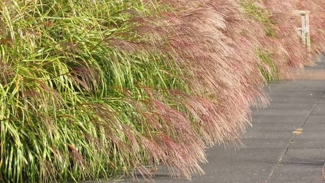 Miscanthus sinensis 'Little Zebra' смотреть онлайн