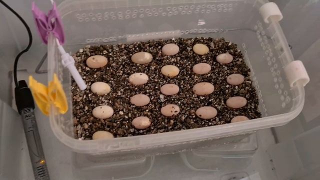 Йеменские хамелеоны развитие смотреть онлайн