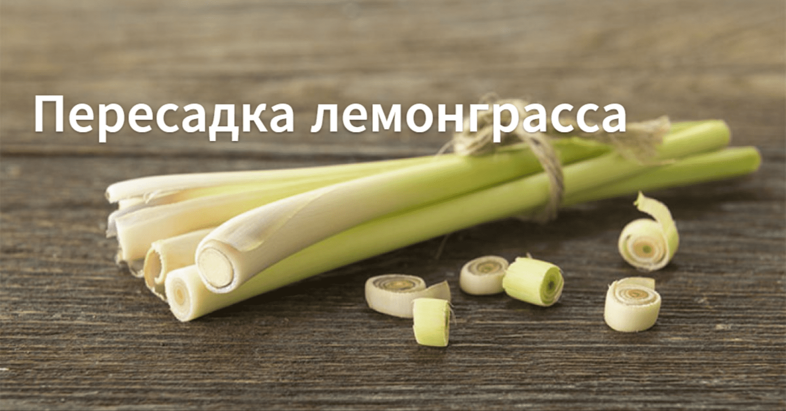 Как пересаживать лемонграсс.Сорт "Цитрусовы аромат" смотреть онлайн