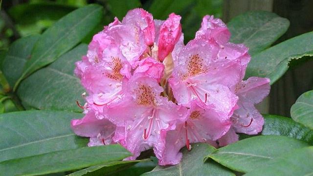 From Washington (Coast Rhododendron) смотреть онлайн