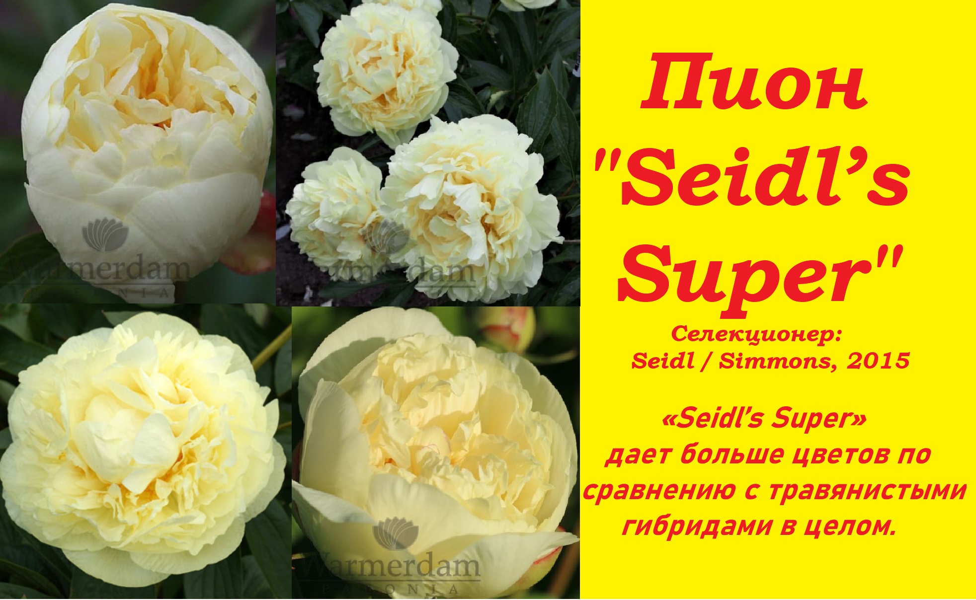Рассылка пионов идет полным ходом. Пион Seidl’s Super на весну 2023 смотреть онлайн