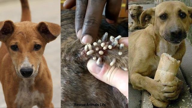 Animals Rescue Help poor dog removing Mangoworm Ep06 смотреть онлайн