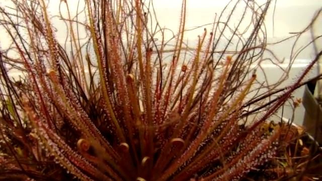 Drosera filiformis ''Florida All-Red'' ~ Thread-leaf Sundew, Carnivorous Plant смотреть онлайн