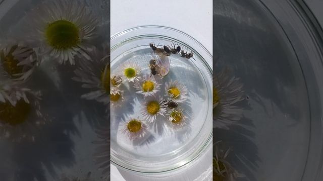 Sweat Bees Workers & Drones (Halictidae) and Queen Ant (Formicidae). Who is Who? смотреть онлайн