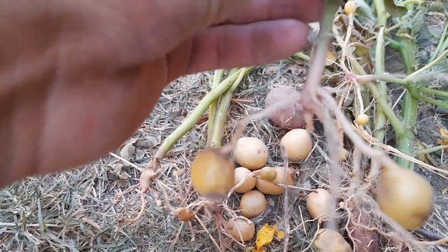 Cultivo de papa (Solanum tuberosum). смотреть онлайн