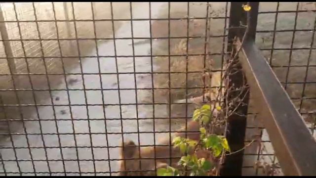 Туманное утро. Угощение для львичек. Молодых и цирковых. смотреть онлайн