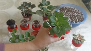 Почему замокает грунт на фитильном поливе? Эксперимент с грунтом разных составов.