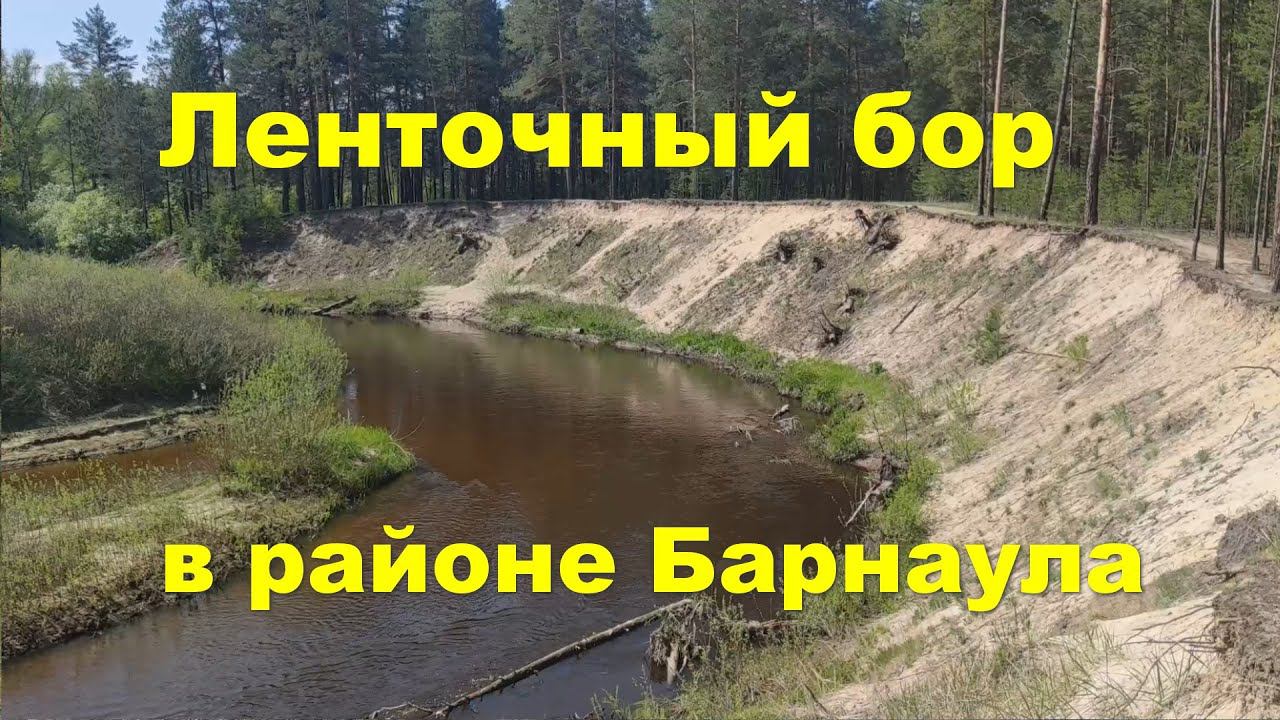 Ленточный бор смотреть онлайн