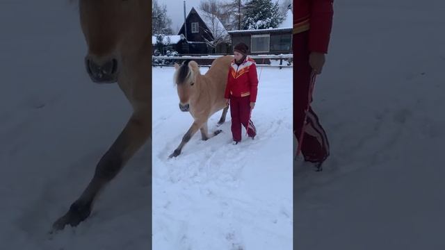 Как отучить лошадь кусаться? смотреть онлайн