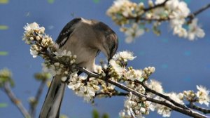 Легенда о Мэрцишоре