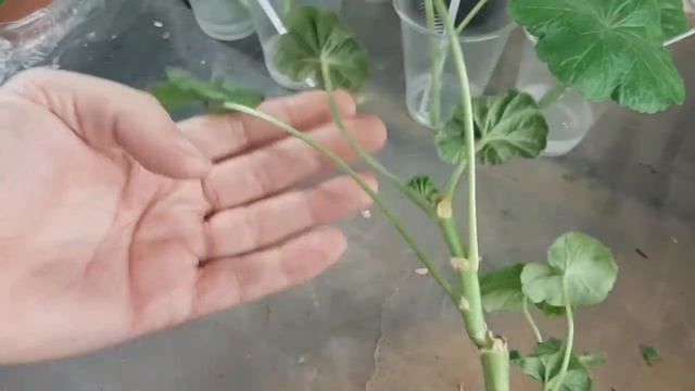 Укоренение пеларгонии от А до Я смотреть онлайн