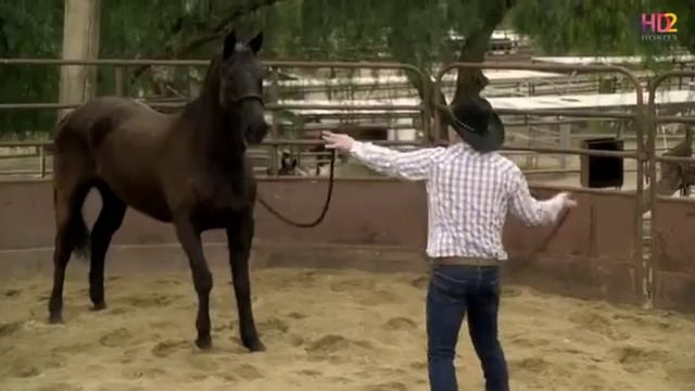 Дикие сердца. смотреть онлайн