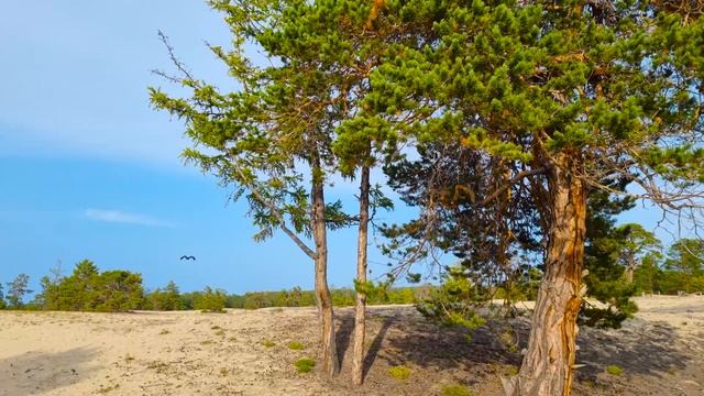 Sarai beach of Lake Baikal. Сарайский пляж Байкала. смотреть онлайн