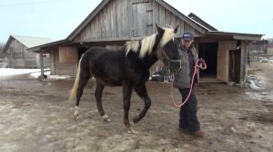 Оповоживание жеребёнка. Насколько важно?