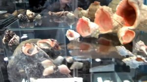 Санкт-Петербург. Морские раковины. Выставка Мир камня