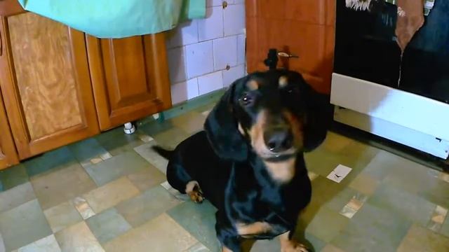 Такса Тоша выполняет команды . смотреть онлайн