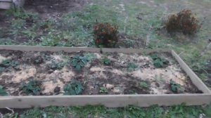 Мульчирование клубники опилками.