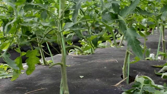 Первая обрезка первая корневая подкормка томатов смотреть онлайн