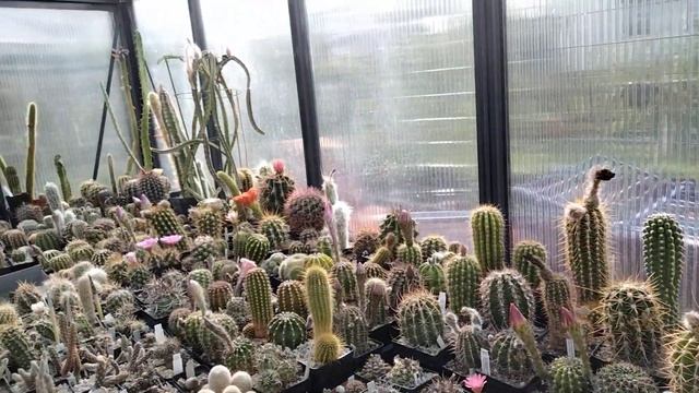 Эхинопсисы.Цереусы цветут.Первое цветение ферокактуса. смотреть онлайн