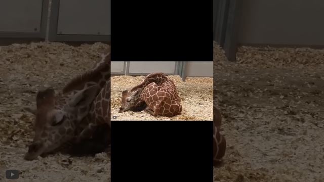Детеныши Жирафа #shorts смотреть онлайн