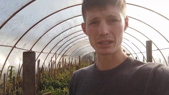 Больше воздуха - меньше гнили. Как сохранить перец глубокой осенью? смотреть онлайн