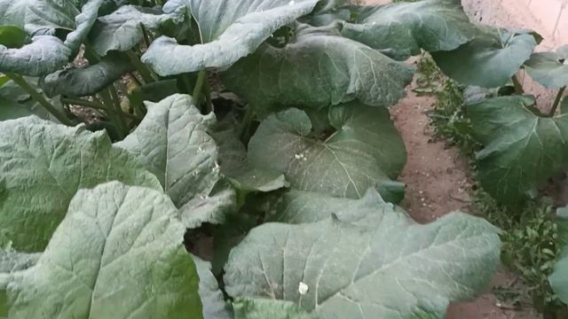 Домашний Комфорт++