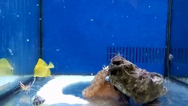 Zebrasoma Flavescens en Jufor Mundo Animal смотреть онлайн