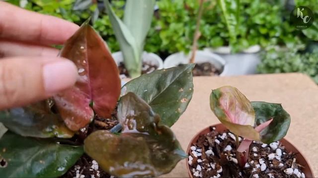 Syngonium Strawberry Ice Vs Syngonium Plum Allusion #syngonium_kebuncilik