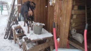 НУБИЙСКИЕ КОЗЫ ЗИМОЙ