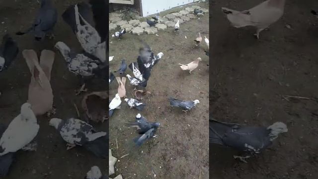 широкохвостые . смотреть онлайн