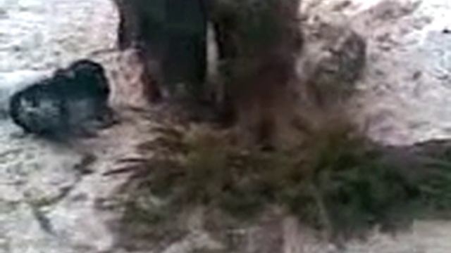 Кормление диких кабанов смотреть онлайн