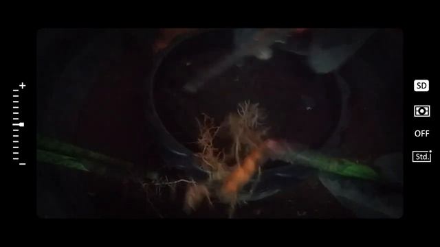 Snake Plant Care: How To Propagate Sansevieria Fernwood Mikado смотреть онлайн