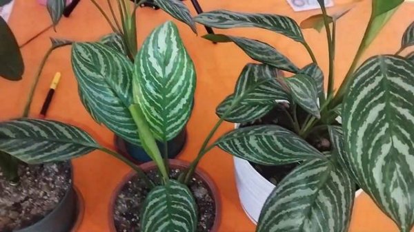 Аглаонема . Спасение залитой аглаонемы. #аглаонема #аглаонемауход