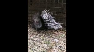 ДИКООБРАЗ МАЛЫШ СЕРДИТСЯ ГРЕМИТ ХВОСТОМ КАК ЗМЕЯ.