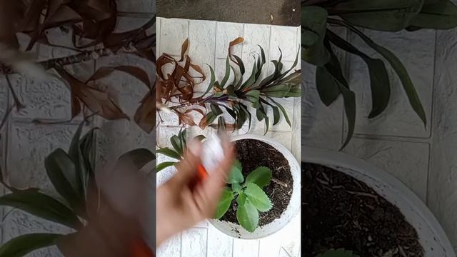 Cordyline Fruticosa Baby Doll Propagation #Cordyline #Babydoll #Propagation смотреть онлайн