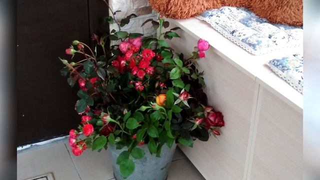 Защита роз осенью. Побелка растений смотреть онлайн