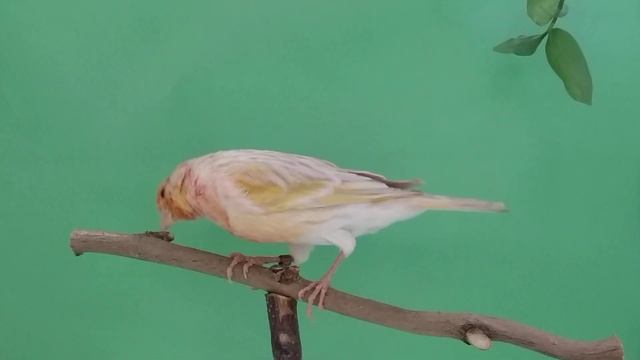 Канарейки. Сатинет красный мозаик. смотреть онлайн