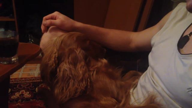 Собака просит ласки и обижается прикол 2015 смотреть онлайн