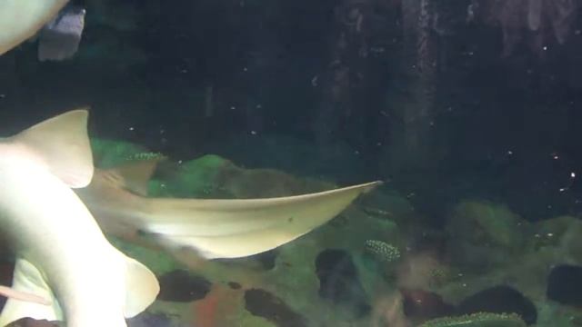 Брачные игры акул. Часть 2 смотреть онлайн