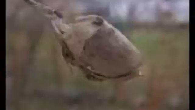 Шелкопряд: грена (яйцо), гусеница, куколка, кокон, бабочка. Жизненный цикл. смотреть онлайн