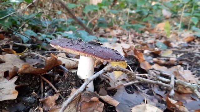 Поиск грибов в лесах Аквитании, Франция смотреть онлайн