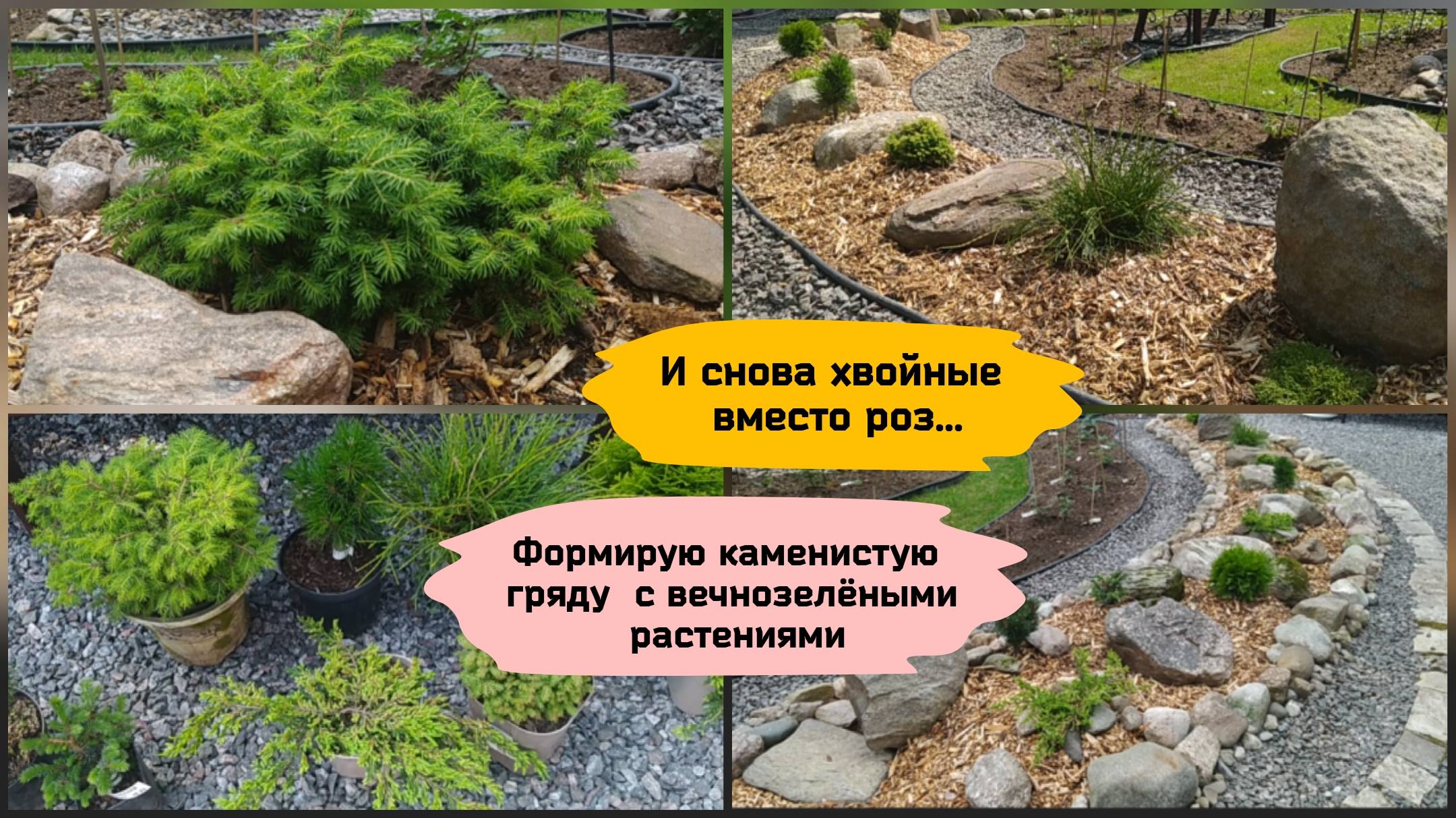 И снова хвойные вместо роз. смотреть онлайн