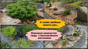 И снова хвойные вместо роз.