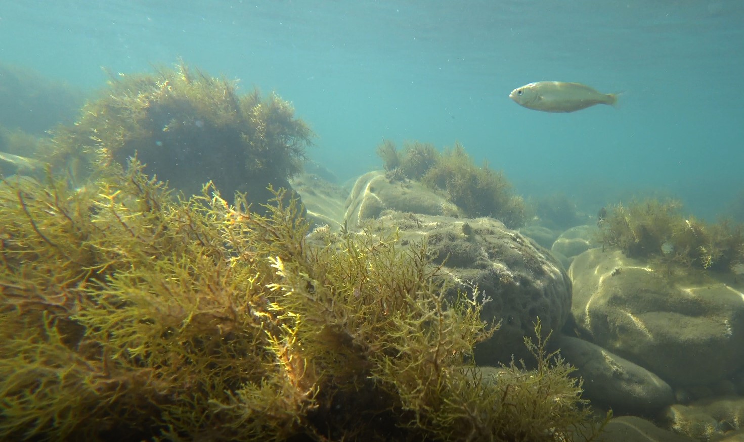 подводный мир - клип на берегу моря - отдых на природе август 2022.mp4 смотреть онлайн