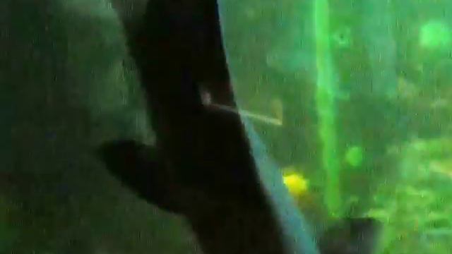 Puffer fish Риба фугу смотреть онлайн