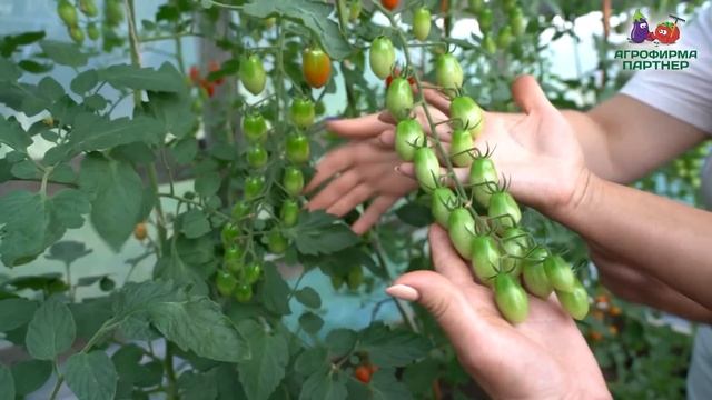 Огород выходного дня. Каков урожай! смотреть онлайн