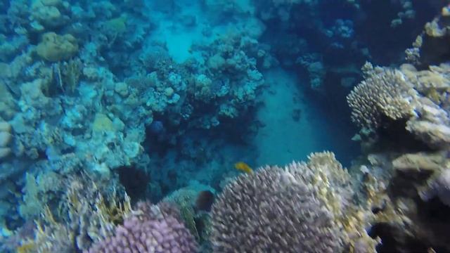 Снорклинг. Египет .Красное море.Шарм -Эль-Шейх.Бухта Шаркс-Бей. смотреть онлайн