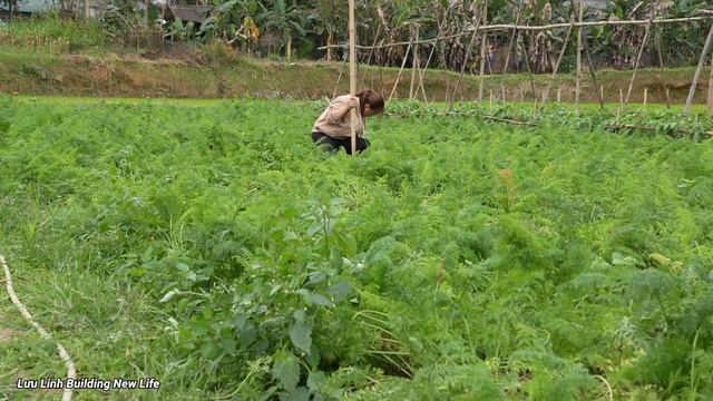 Building a house (Growing flowers) Harvesting carrots - Living With Nature - Luu Linh Family смотреть онлайн
